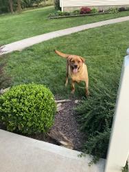 Reunited Female Dog last seen Along turnpike route 76 mile marker 257.5, Elizabethtown, PA 17022