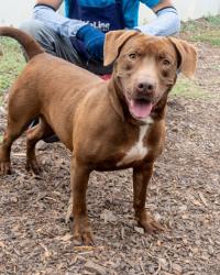 Shelter Stray Female Dog last seen Near Hunters Dr, Stone Mountain, GA 30083, 30083, GA, 3280 Chamblee Dunwoody Rd, Chamblee, GA 30341, USA