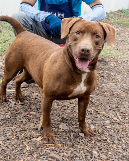Shelter Stray Female Dog last seen Near Hunters Dr, Stone Mountain, GA 30083, 30083, GA, 3280 Chamblee Dunwoody Rd, Chamblee, GA 30341, USA