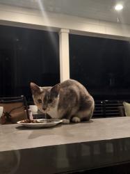 Found/Stray Unknown Cat last seen Near Sam Furr, Huntersville, NC 28078