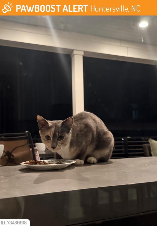 Found/Stray Unknown Cat last seen Near Sam Furr, Huntersville, NC 28078