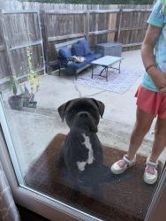 Reunited Female Dog last seen Kendrick Road, Gastonia, NC 28056
