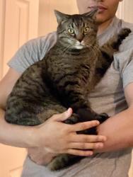 Lost Male Cat last seen Beau could be further from last known location, Charlotte, NC 28277