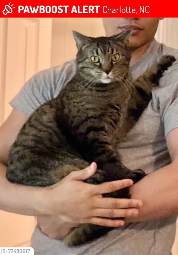Lost Male Cat last seen Beau could be further from last known location, Charlotte, NC 28277