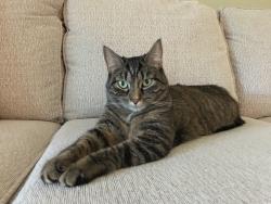 Lost Male Cat last seen LWE across from Chambersburg Walmart, Guilford, PA 17202