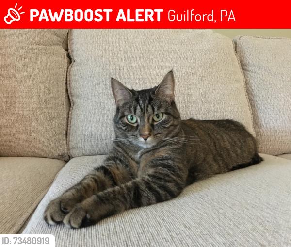 Lost Male Cat last seen LWE across from Chambersburg Walmart, Guilford, PA 17202