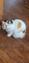Lost Female Cat last seen Taborton momrow kipple, Sand Lake, NY 12153