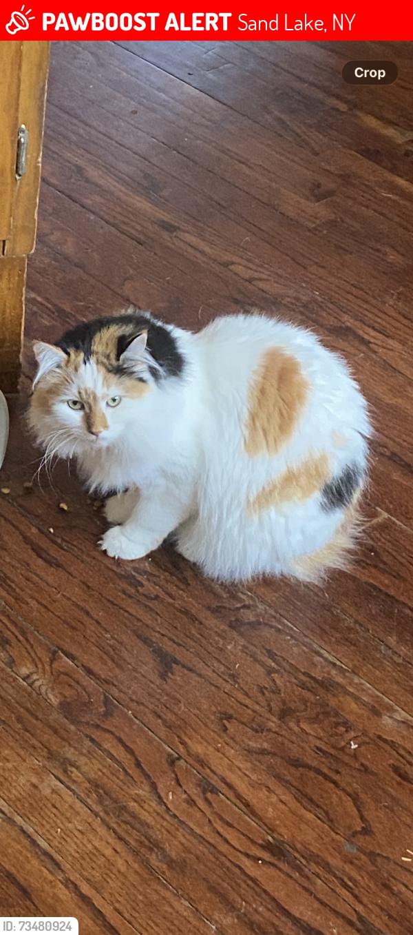 Lost Female Cat last seen Taborton momrow kipple, Sand Lake, NY 12153