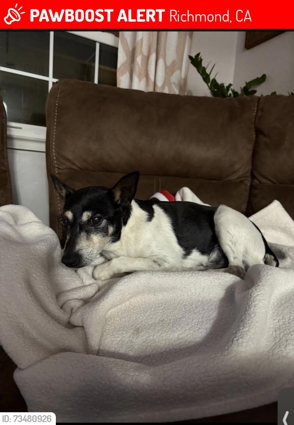 Lost Male Dog last seen Lowell Ave and 24th street, Richmond, CA 94804