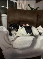 Lost Male Dog last seen Lowell Ave and 24th street, Richmond, CA 94804