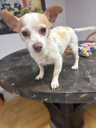 Found/Stray Male Dog last seen Sagegreen, Houston, TX 77089