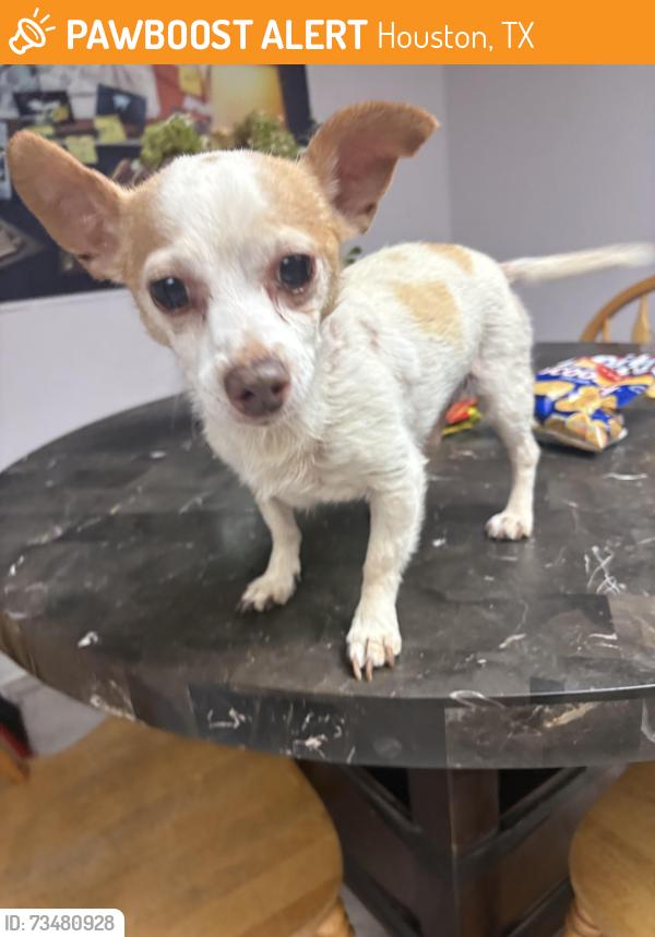 Found/Stray Male Dog last seen Sagegreen, Houston, TX 77089