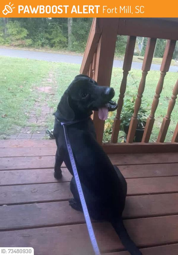 Found/Stray Male Dog last seen US 21 Bypass, near the Still Ave turn off, Fort Mill, SC 29715