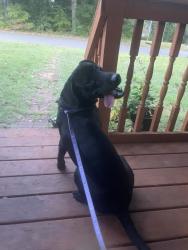 Found/Stray Male Dog last seen US 21 Bypass, near the Still Ave turn off, Fort Mill, SC 29715