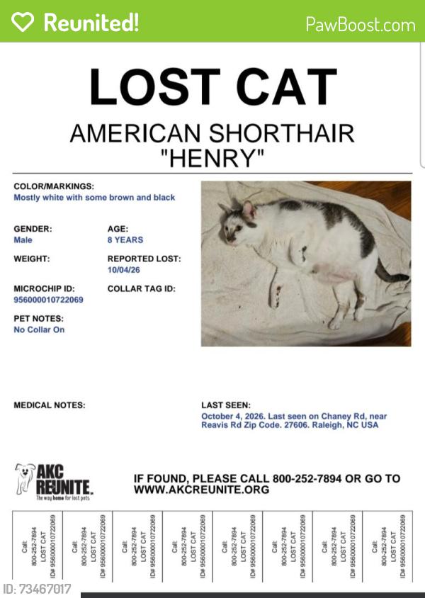 Reunited Male Cat last seen Chaney Rd & Reavis Rd, Raleigh, NC 27606