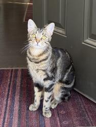 Lost Male Cat last seen Danbury Ln and Cantonata Dr, Leander, TX 78641