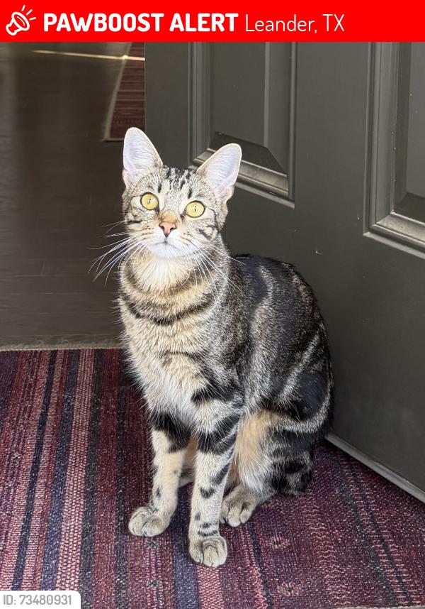 Lost Male Cat last seen Danbury Ln and Cantonata Dr, Leander, TX 78641