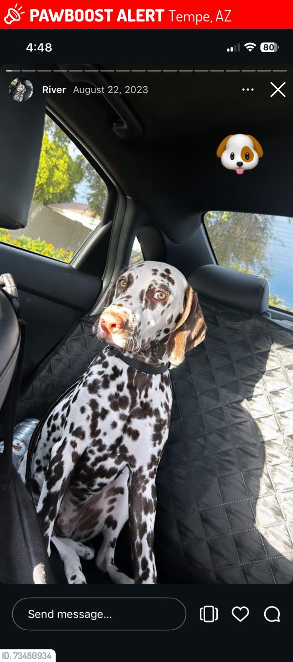 Lost Male Dog last seen Rio salado and mill, Tempe, AZ 85281