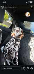 Lost Male Dog last seen Rio salado and mill, Tempe, AZ 85281