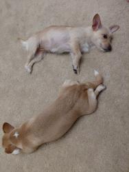 Reunited Female Dog last seen Hickory Christian Academy, Hickory, NC 28601