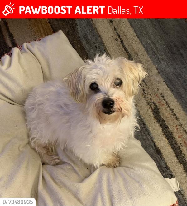 Lost Male Dog last seen Mount Auburn STEAM Academy, Dallas, TX 75223