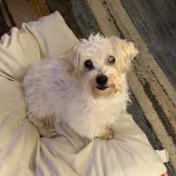 Lost Male Dog last seen Mount Auburn STEAM Academy, Dallas, TX 75223