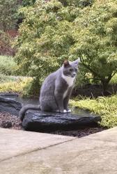 Lost Male Cat last seen Union Grove Church Road, Hillsborough, NC 27278