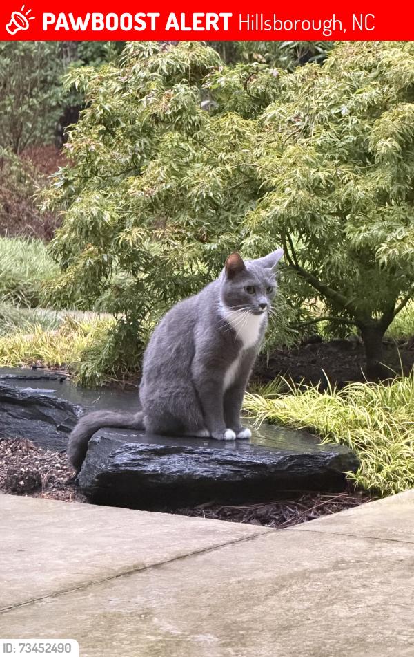 Lost Male Cat last seen Union Grove Church Road, Hillsborough, NC 27278