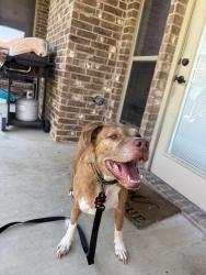 Reunited Male Dog last seen Greenfield elementary, Fort Worth, TX 76179