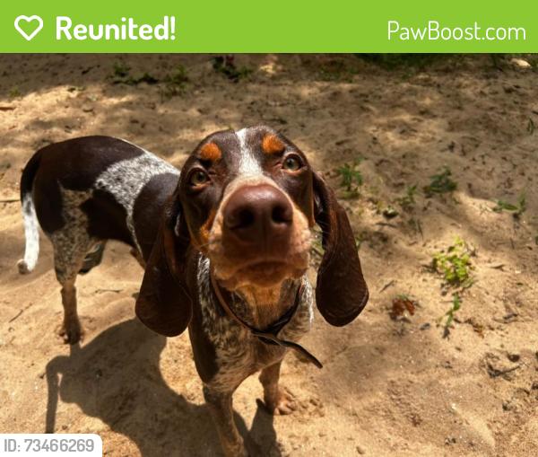 Reunited Female Dog last seen Smothers, Danbury bridge rd, 704 highway, Rockingham County, NC 27025