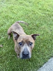 Found/Stray Male Dog last seen Robins Ridge II neighborhood, Pensacola, FL 32503