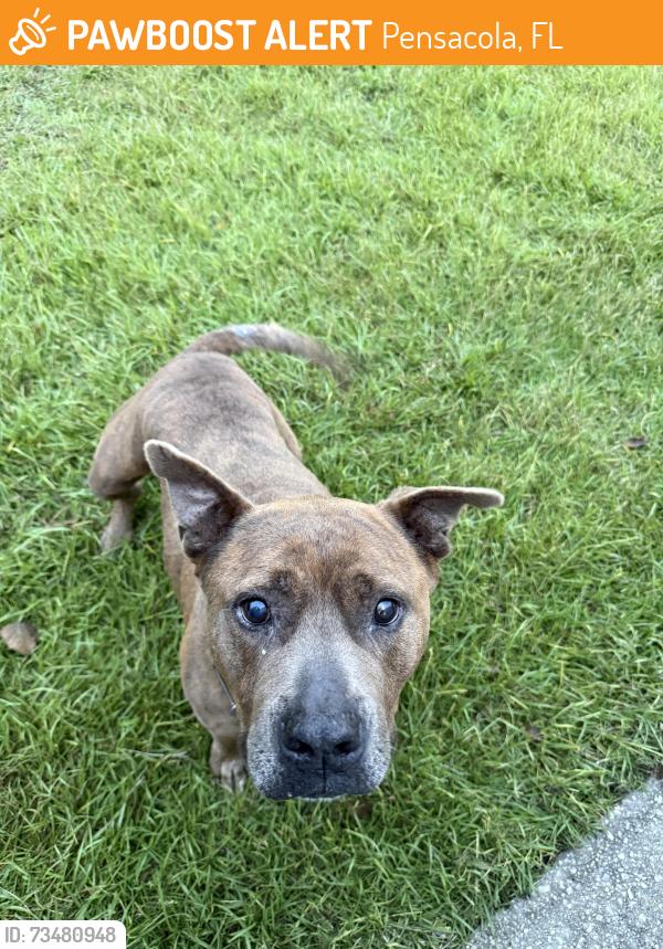 Found/Stray Male Dog last seen Robins Ridge II neighborhood, Pensacola, FL 32503