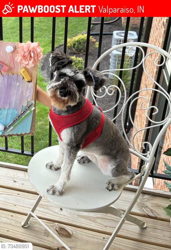 Lost Female Dog last seen Valparaiso st, Valparaiso, IN 46385