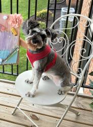 Lost Female Dog last seen Valparaiso st, Valparaiso, IN 46385