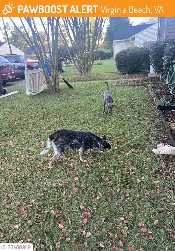 Found/Stray Female Dog last seen Antique Mall, Virginia Beach, VA 23452