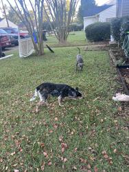 Found/Stray Female Dog last seen Antique Mall, Virginia Beach, VA 23452