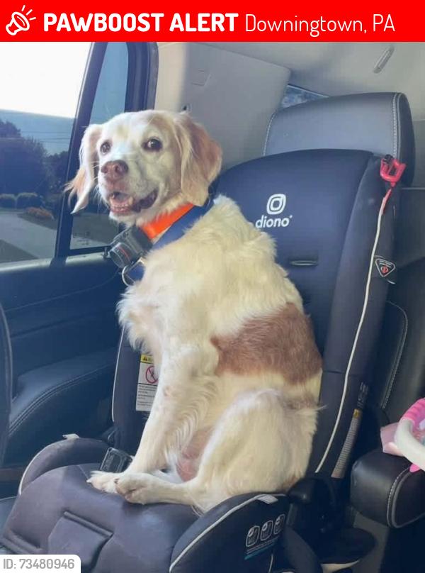 Lost Female Dog last seen Dilworth Road Brandywine Wallace elementary school, Downingtown, PA 19335
