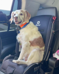Lost Female Dog last seen Dilworth Road Brandywine Wallace elementary school, Downingtown, PA 19335