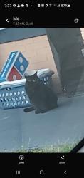 Found/Stray Unknown Cat last seen Ampac plumbing school, Pittsburgh, PA 15204