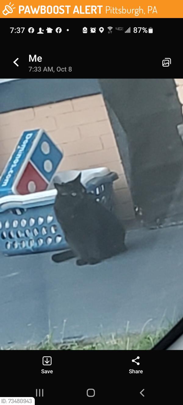 Found/Stray Unknown Cat last seen Ampac plumbing school, Pittsburgh, PA 15204