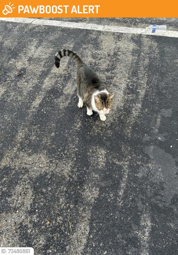 Found/Stray Female Cat last seen Elmar Drive, Lauderdale-by-the-Sea, FL 33308