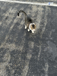 Found/Stray Female Cat last seen Elmar Drive, Lauderdale-by-the-Sea, FL 33308