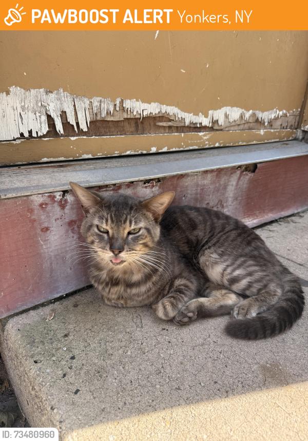 Found/Stray Male Cat last seen Yonkers ave, Yonkers, NY 10701