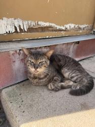 Found/Stray Male Cat last seen Yonkers ave, Yonkers, NY 10701
