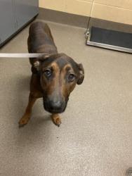Shelter Stray Male Dog last seen Near BLOCK N 295TH ST W, MOUNT HOPE KS 67108, 3303 N Hillside St, Wichita, KS 67219, USA