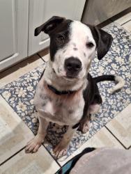 Found/Stray Male Dog last seen Millenia mall, winter run, Orlando, FL 32839