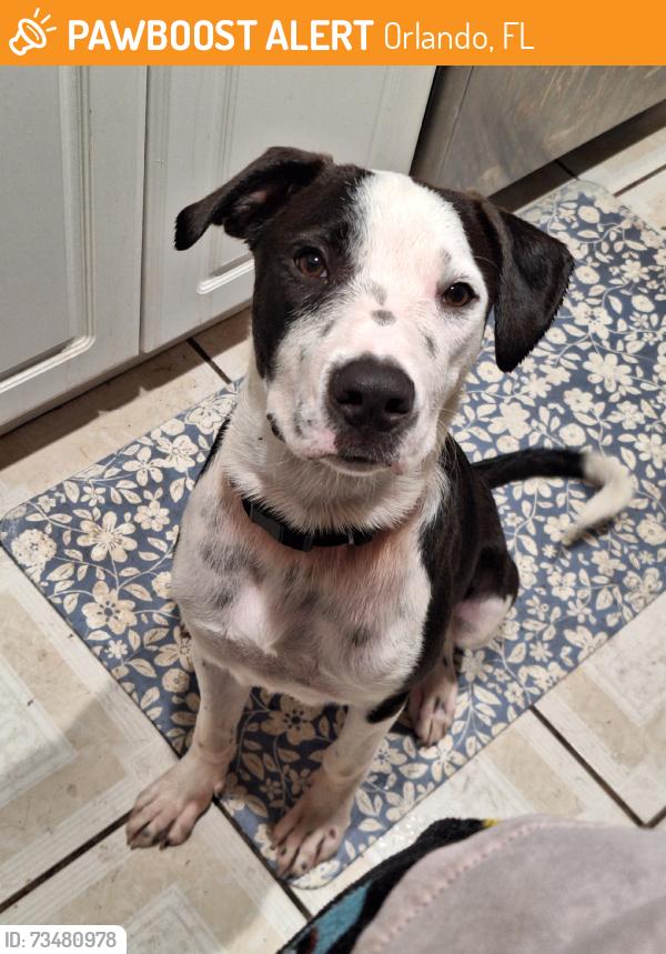Found/Stray Male Dog last seen Millenia mall, winter run, Orlando, FL 32839