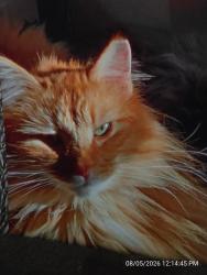 Lost Female Cat last seen Springland Avenue, Michigan City, IN 46360