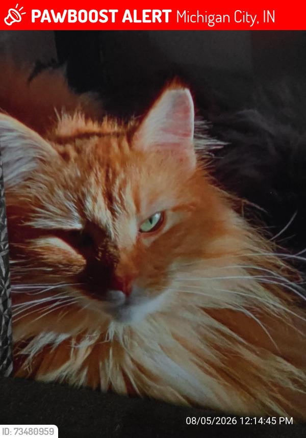 Lost Female Cat last seen Springland Avenue, Michigan City, IN 46360
