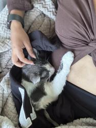Reunited Female Cat last seen Near s Francisco ave. Chicago, Chicago, IL 60612